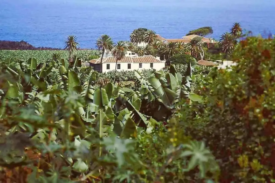 Wie wachsen Bananen auf Teneriffa