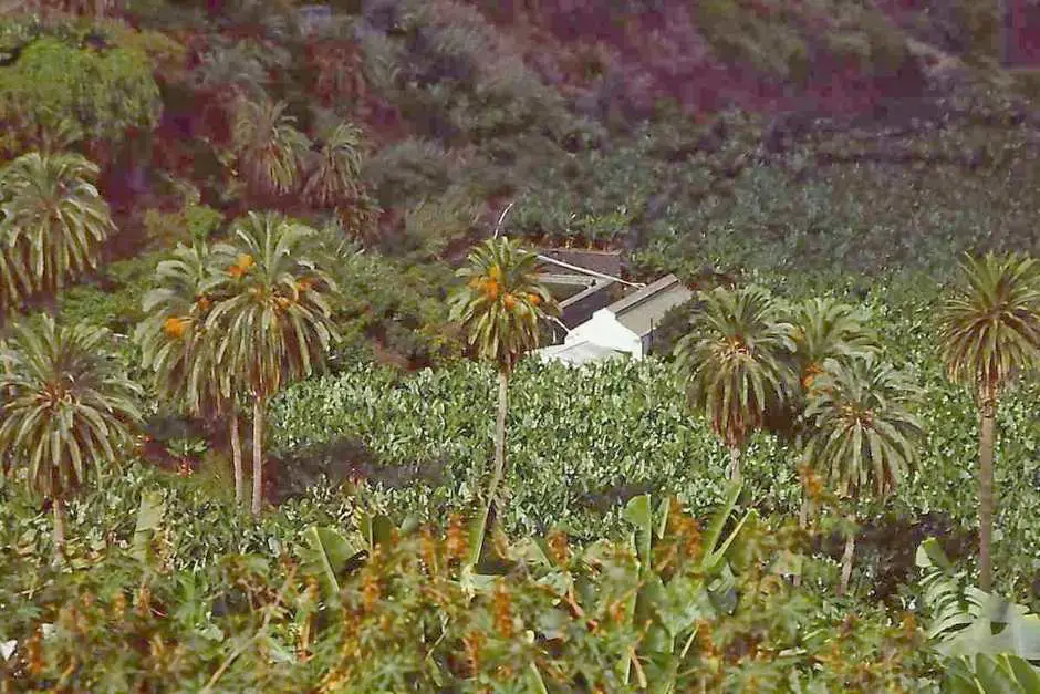 Banana plantation