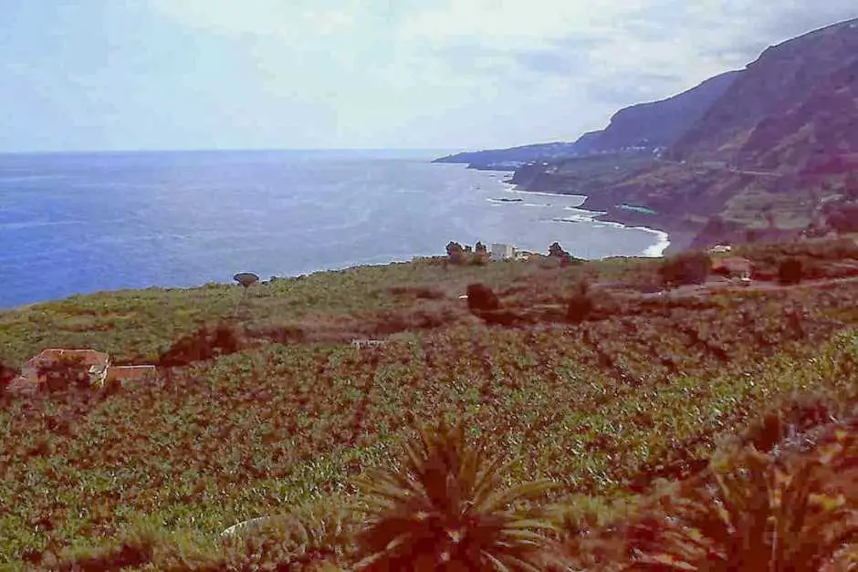 Tenerife banana plantations