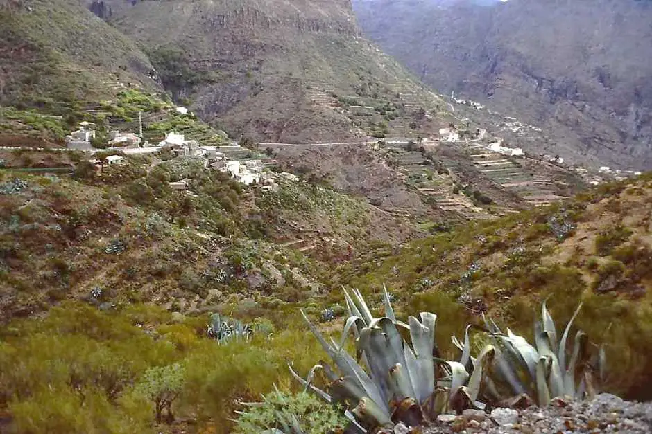 Bananas in Tenerife