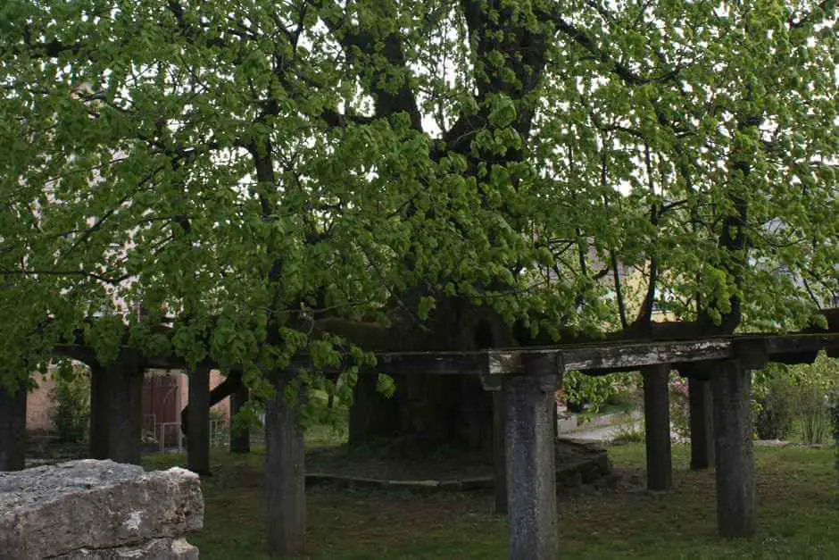 The almost 1000 year old linden tree in Hollenbach - hiking in the Jagsttal