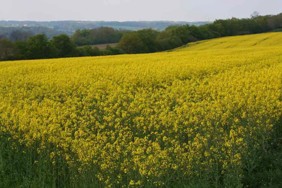 Raps bis zum Horizont