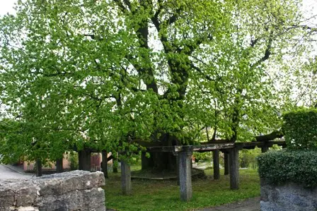 Die fast 1000 Jahre alte Linde in Hollenbach