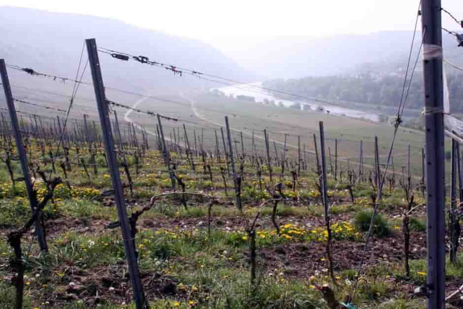 Die Mosel im Morgendunst von der Marienburg aus