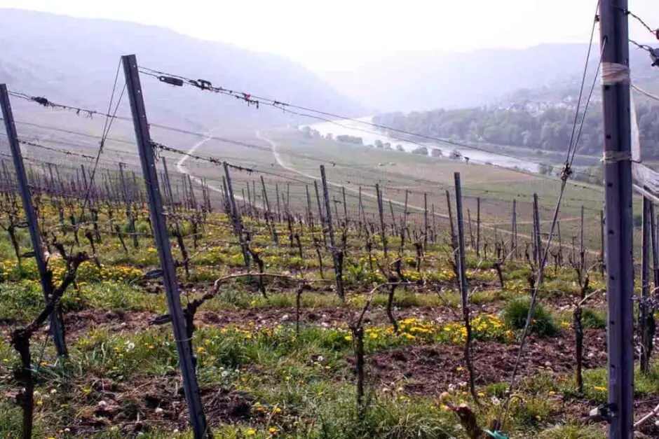 Schöne Wanderungen an der Mosel