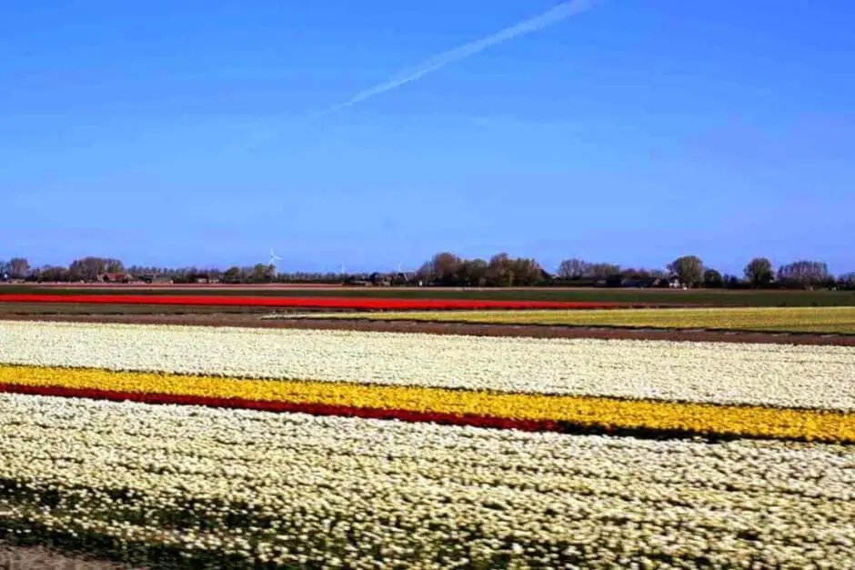 wo Tulpen in Holland anschauen