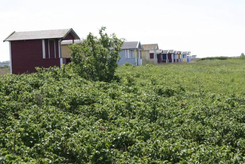 Discover picturesque Skanör in Sweden