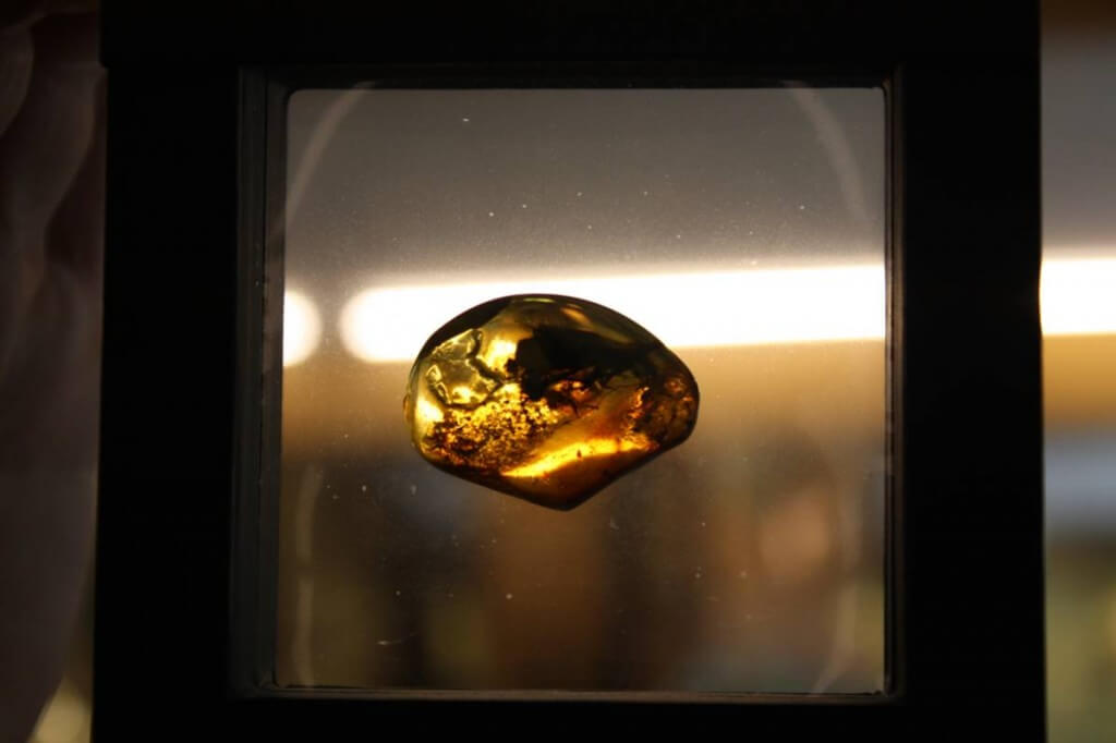 You can find insects in amber at the amber fisherman in Binz