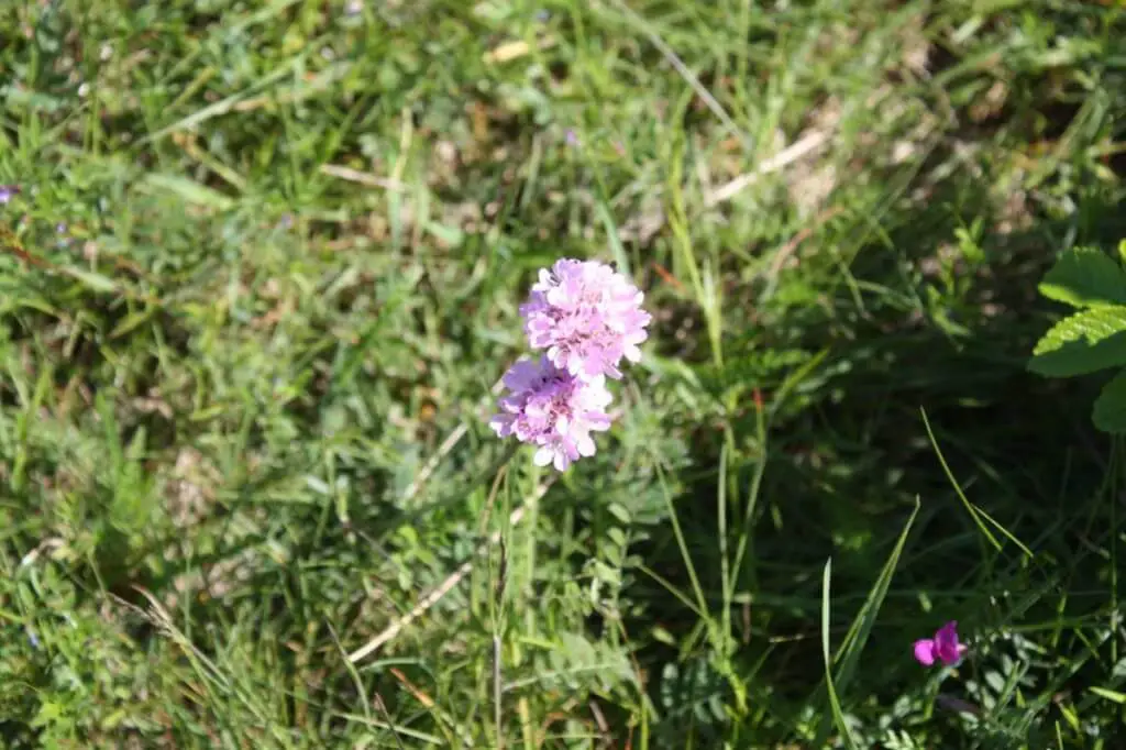 Frühlingsblume