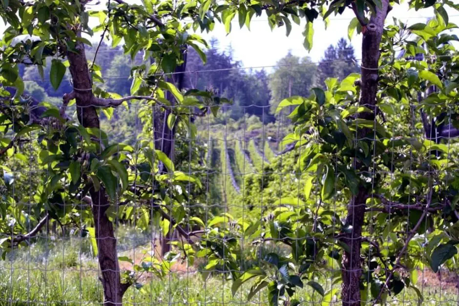 Fruit in the Schilcherland