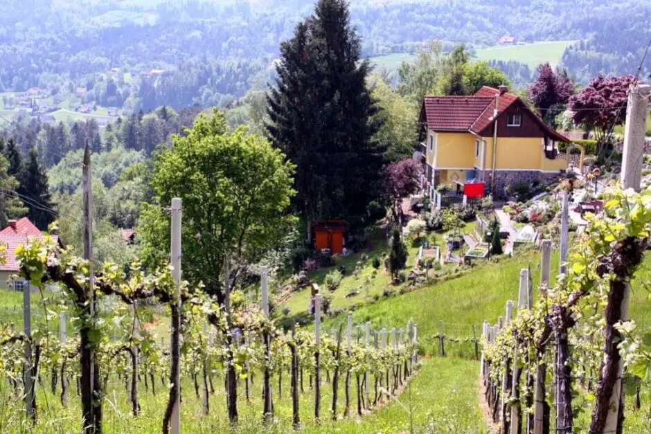 Styria Tour on the Schilcher Wine Route