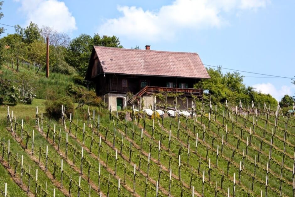 Steiermark Tour an der Schilcher Weinstrasse