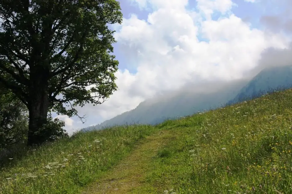 Bergwiesenweg Kleinwalsertal im Frühling