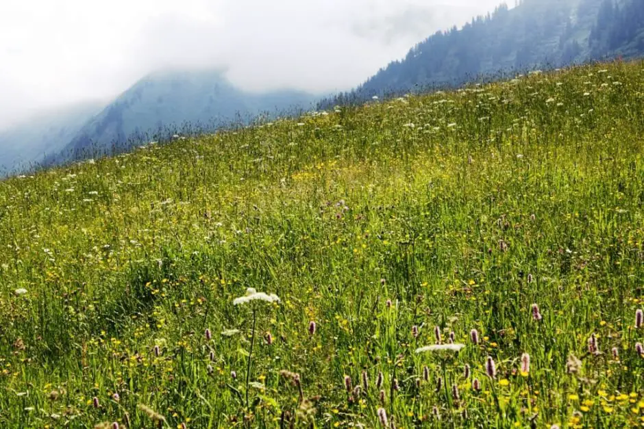 Blütenwiese Kleinwalsertal im Frühling