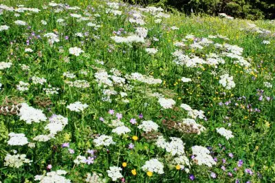 Colorful mountain meadow