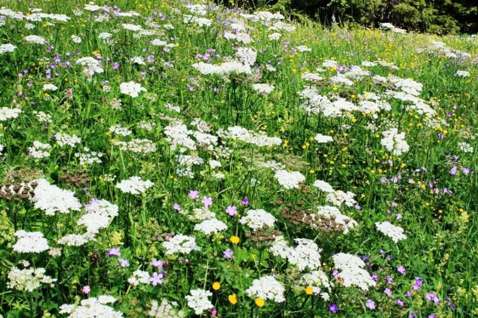 Blooming mountain meadows in the Kleinwalsertal are most beautiful in spring