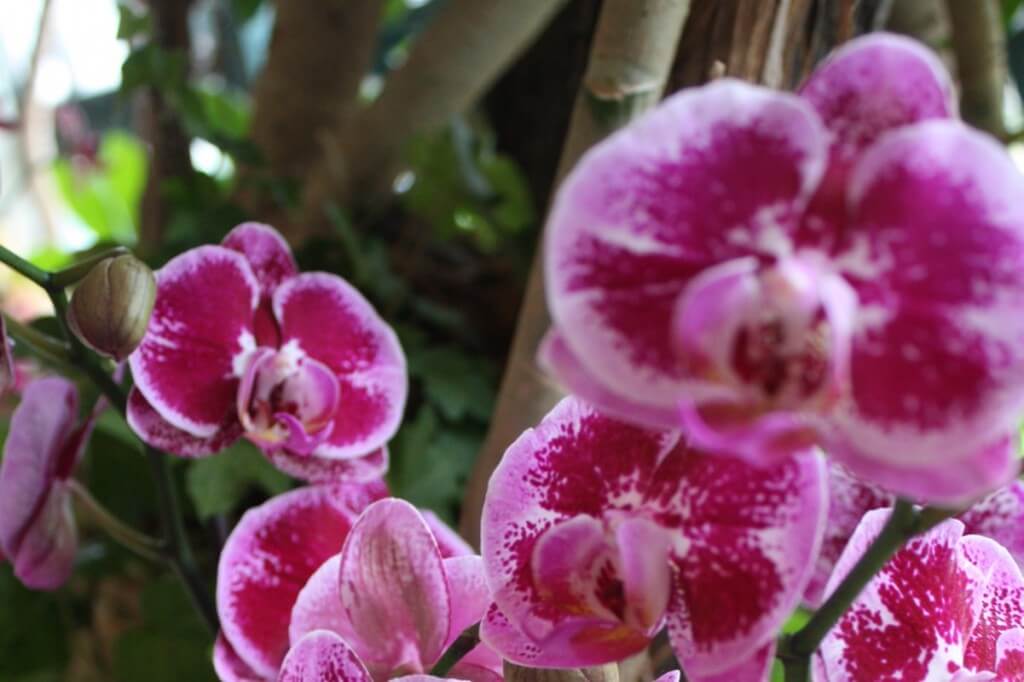 Orchidee - an unserer Klostergarten Route in Niederösterreich
