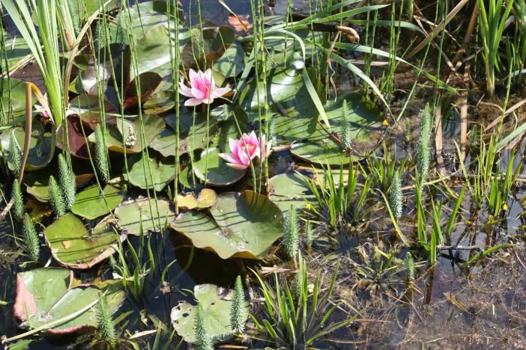 lily pond