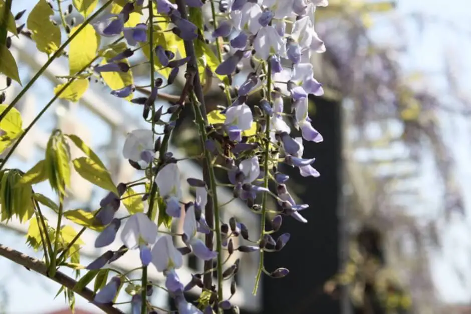 Wisteria in Binz