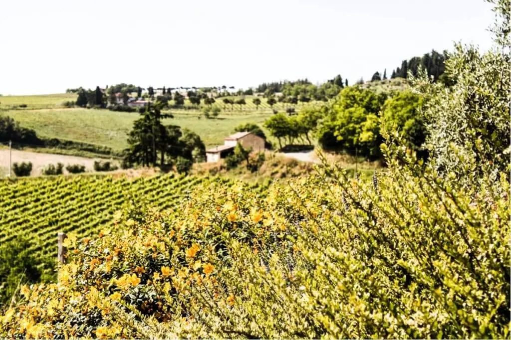 The vineyards of Tenuta Neri