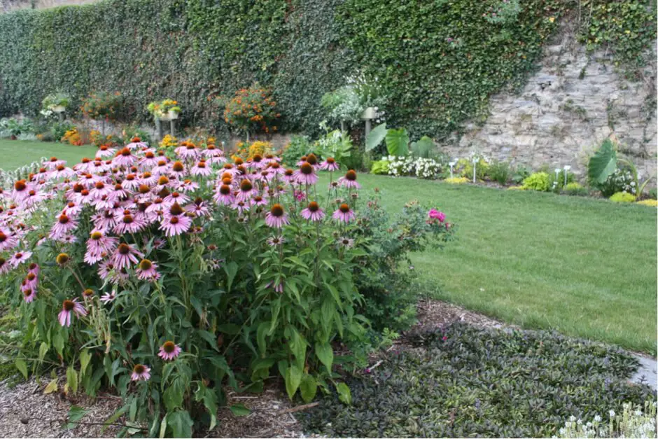 Blumen im Duftgarten von Château-Gontier an der Mayenne in Frankreich