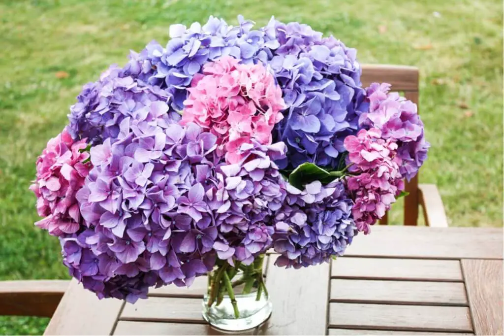 hydrangeas