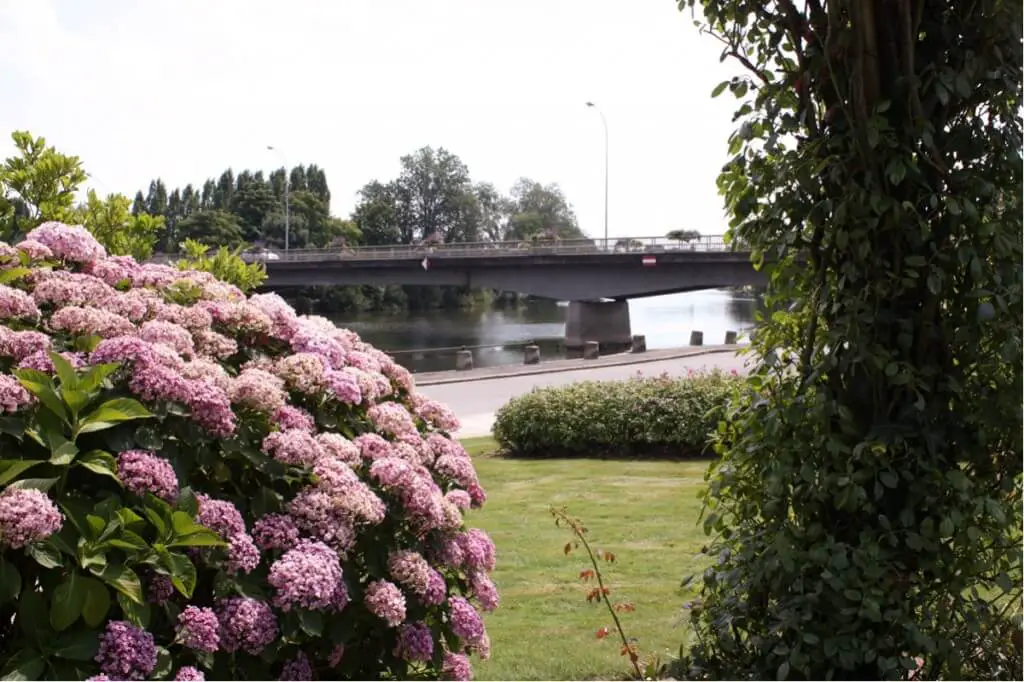 Hydrangeas in the Square de Frome on the Mayenne