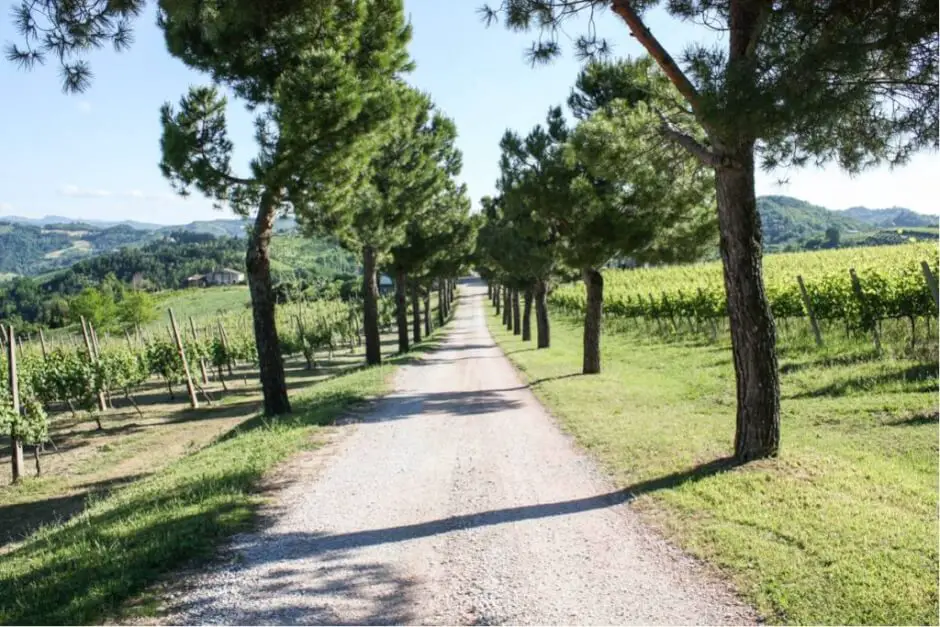 Schattige Allee - Weingüter der Emilia Romagna