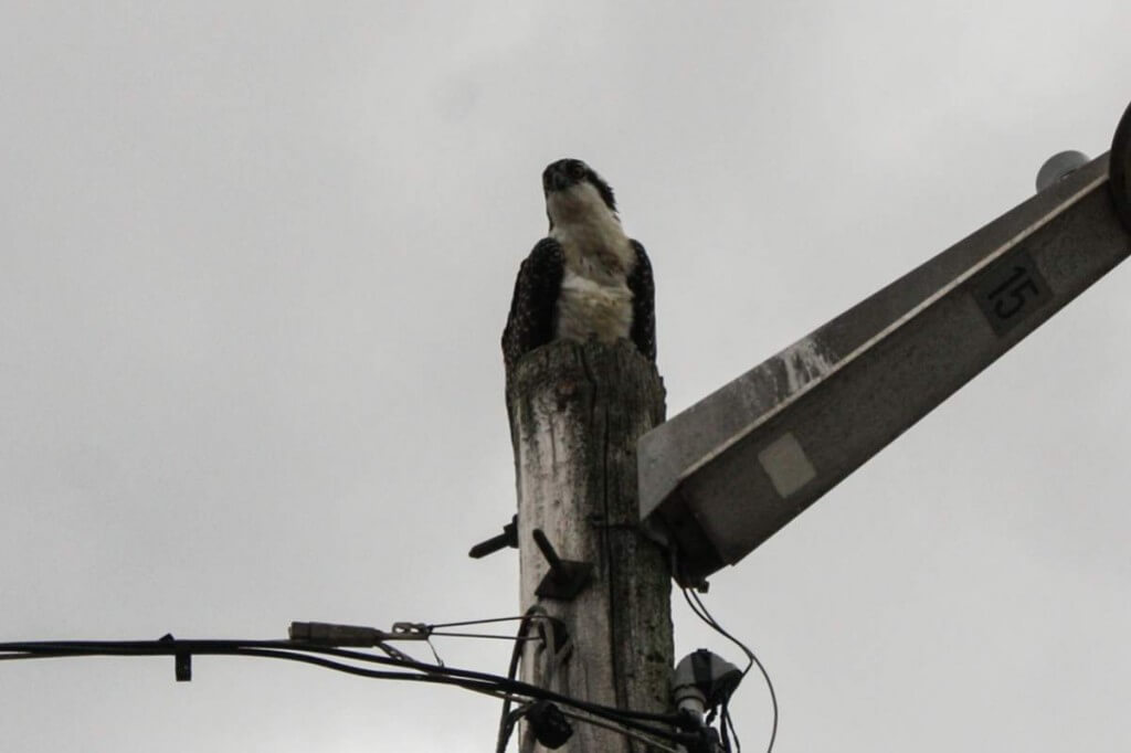 Young Osprey in North Rustico