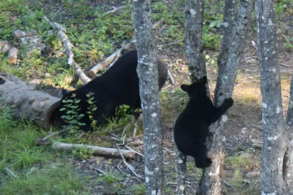 Bär und Bärenjunges am Baum