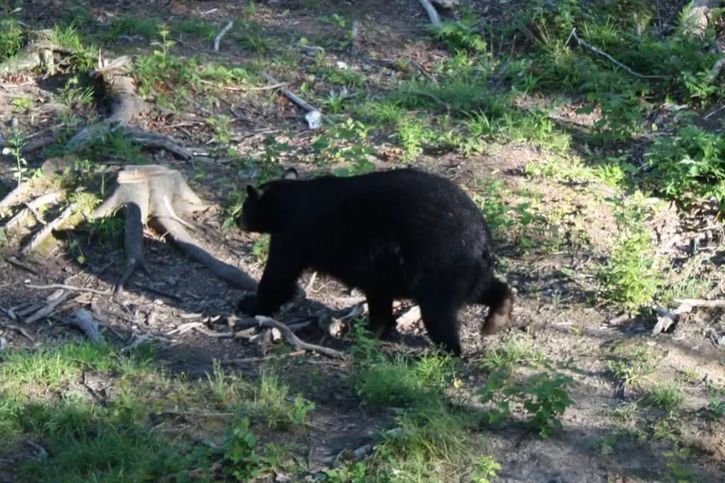 Bär im Wald