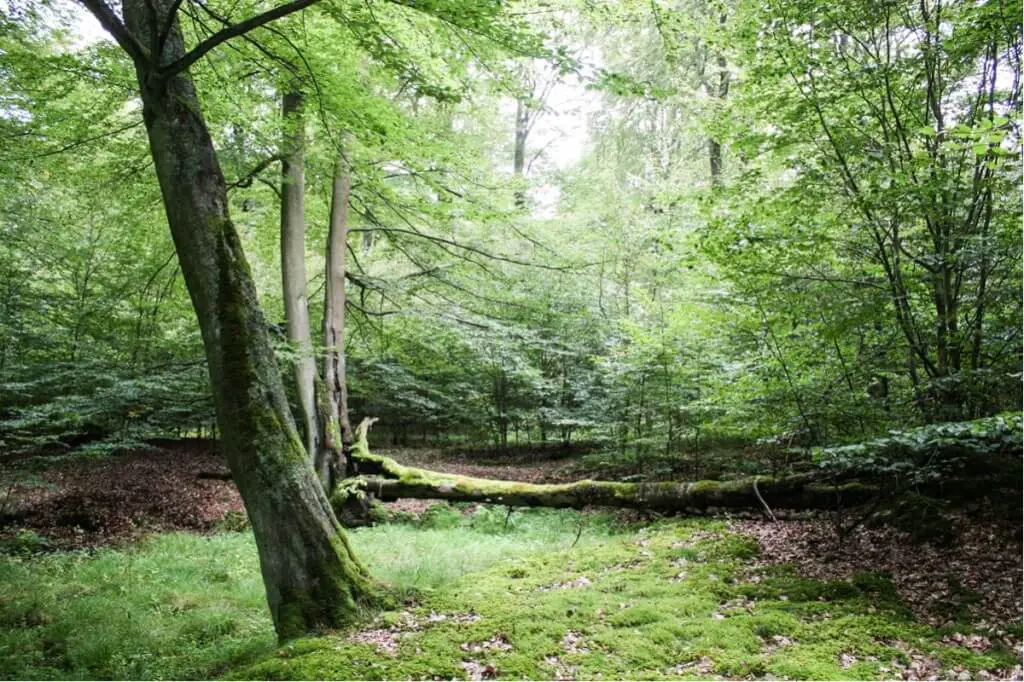 Nature reclaims the forest in the Kellerwald Edersee Nature Park