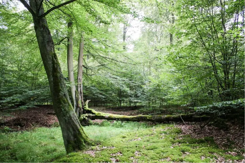 Kellerwald-Edersee National Park