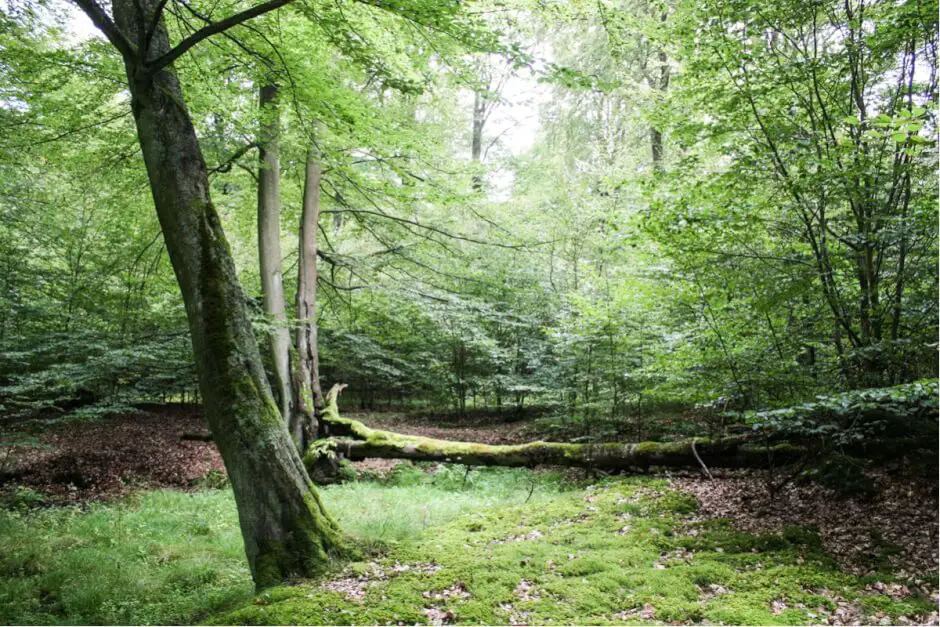 Kellerwald-Edersee National Park