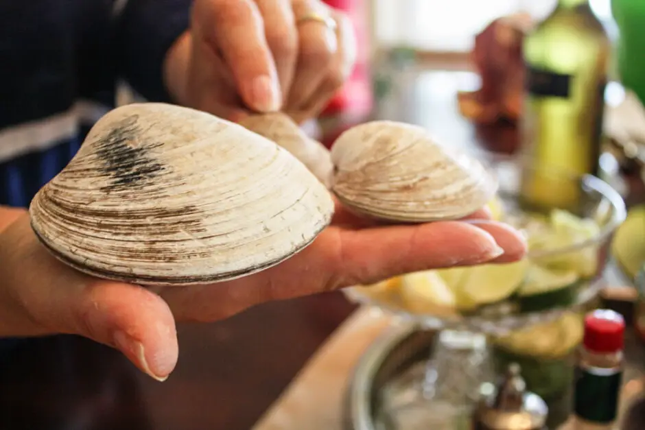 Das sind Quahogs Prince Edward Island Muscheln