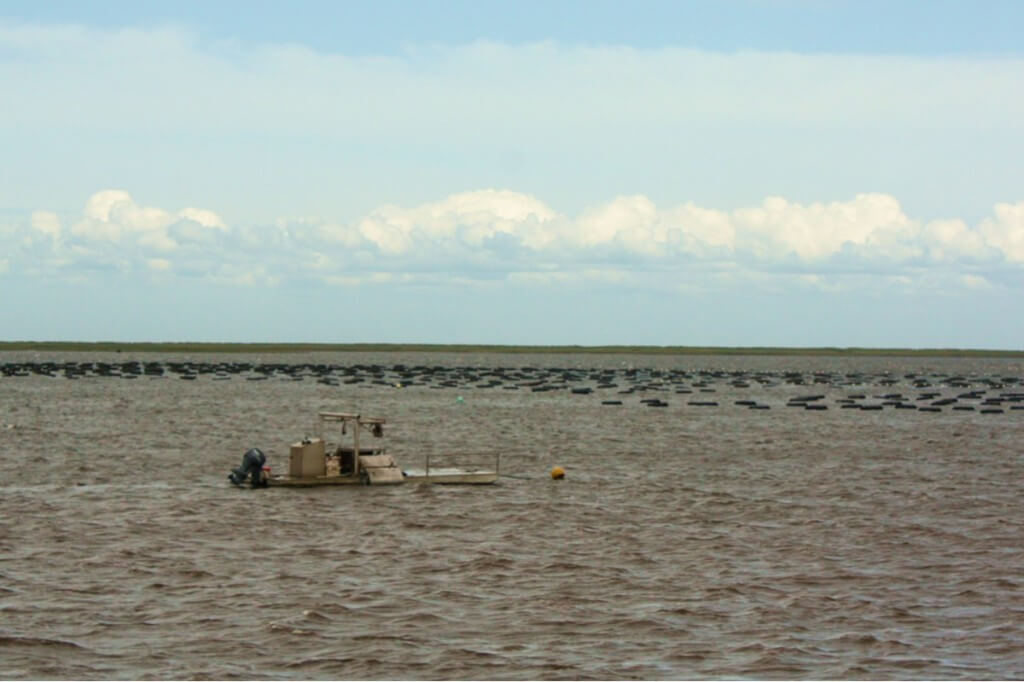 Oyster beds in front of the dune of Bouctouche