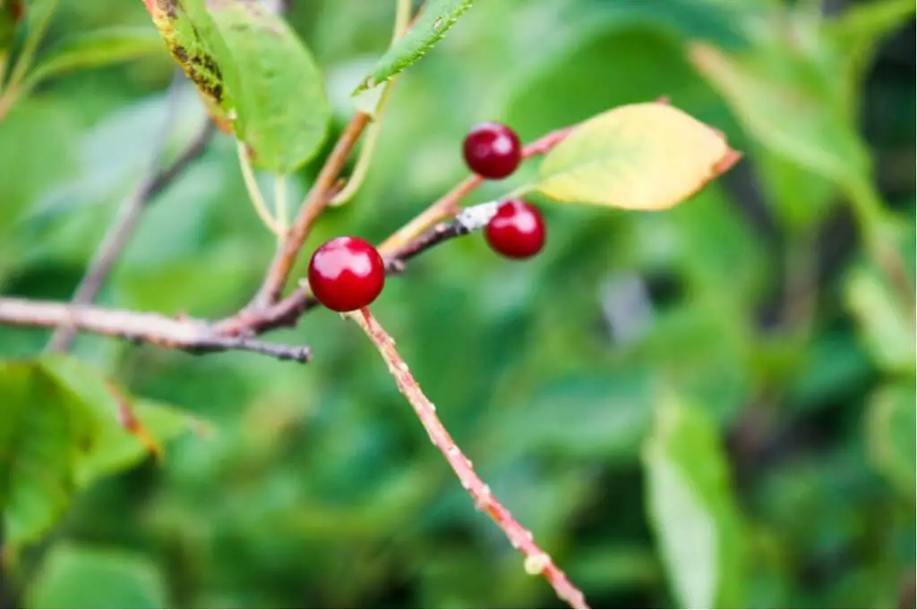 Ripe berries