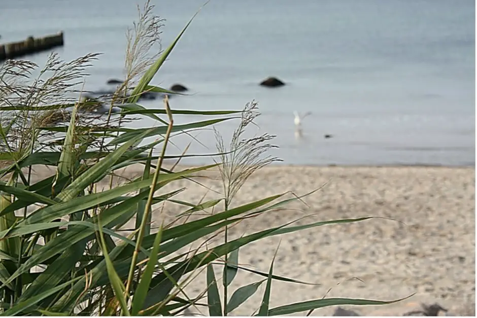 Ostseebad Kühlungsborn: Groynes, beach villas & freedom