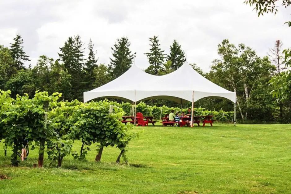 Fancy a picnic in the vineyard?