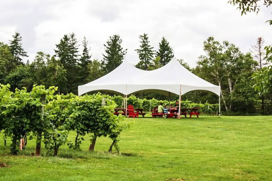 Lust auf ein Picknick im Weinberg?