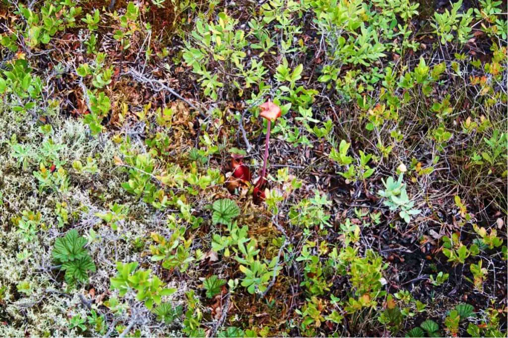 Carnivorous plant - the tube leaf