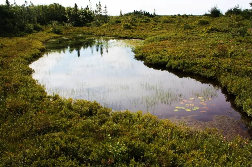 Peat bog on Miscou Island