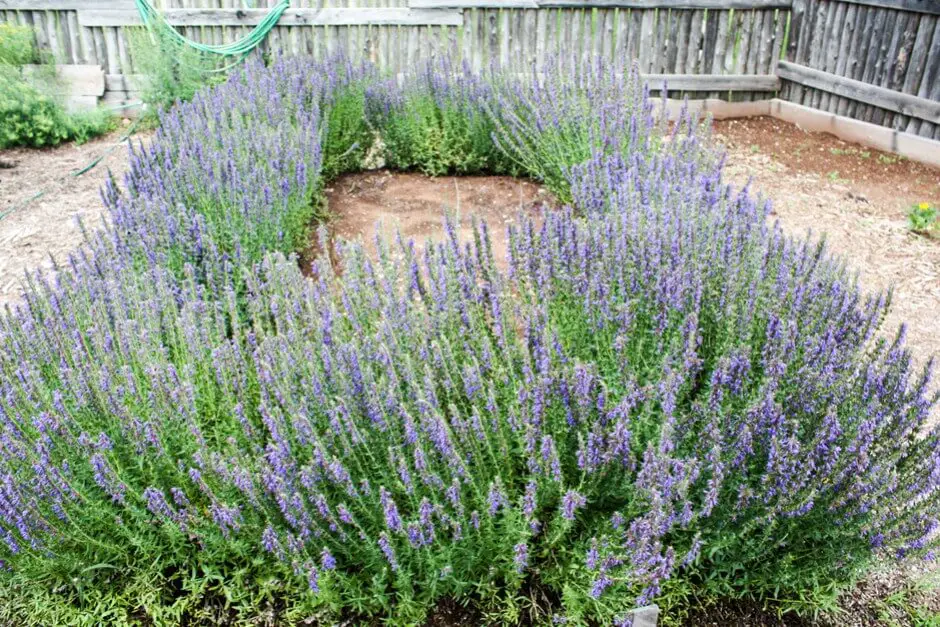 In the herb garden of Roma at Three Rivers