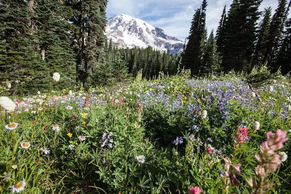 Mount Rainier Copyright Heike Bohm USA Road Trip