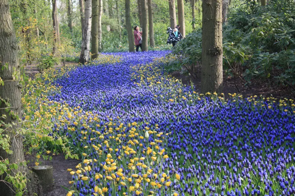 A river of dwarf hyacinths and tulips in Keukenhof Holland
