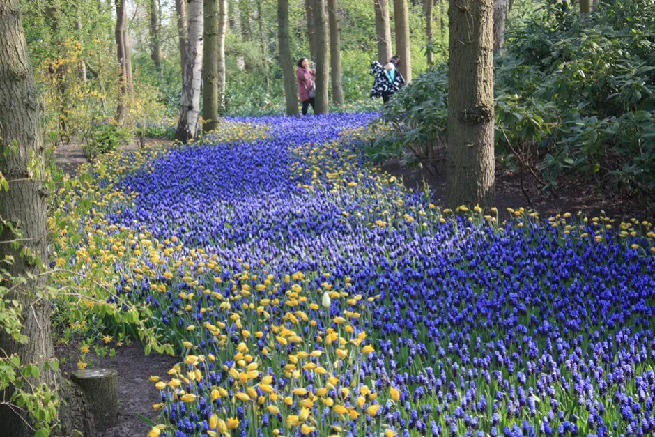 Ein Fluss aus Zwerghyazinthen und Tulpen im Keukenhof Holland