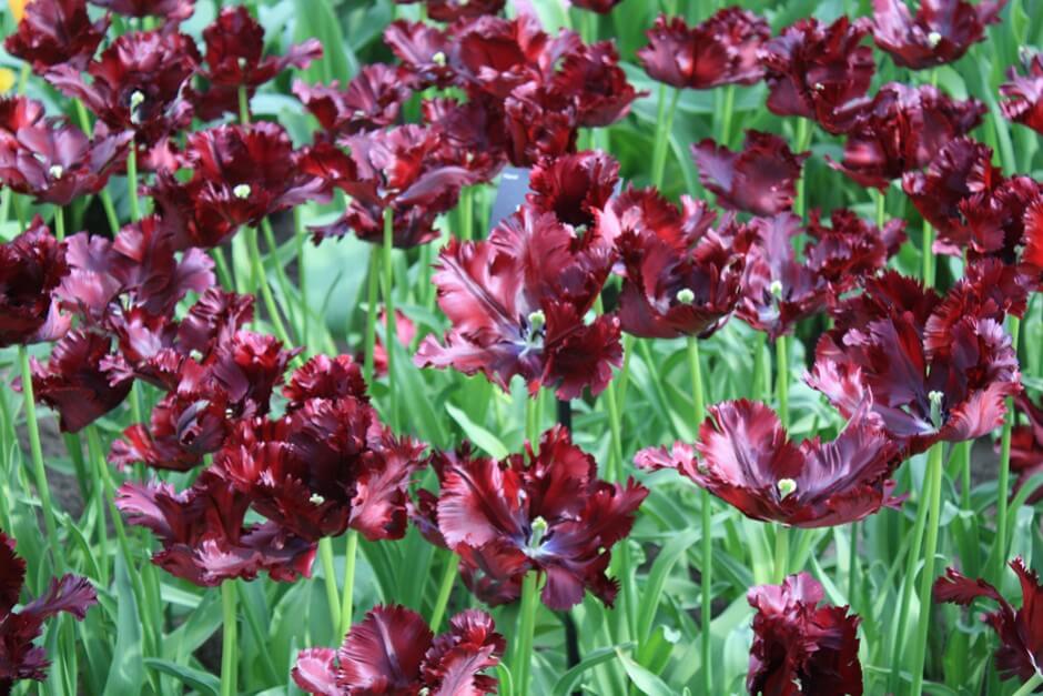 Fast schwarze Tulpen