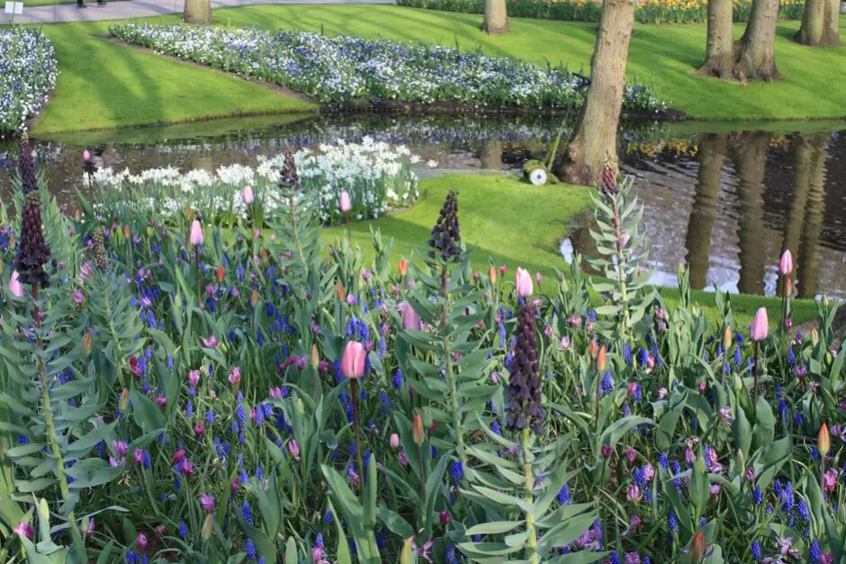 Frühlingsblumen in verschiedenen Variationen im Keukenhof Holland