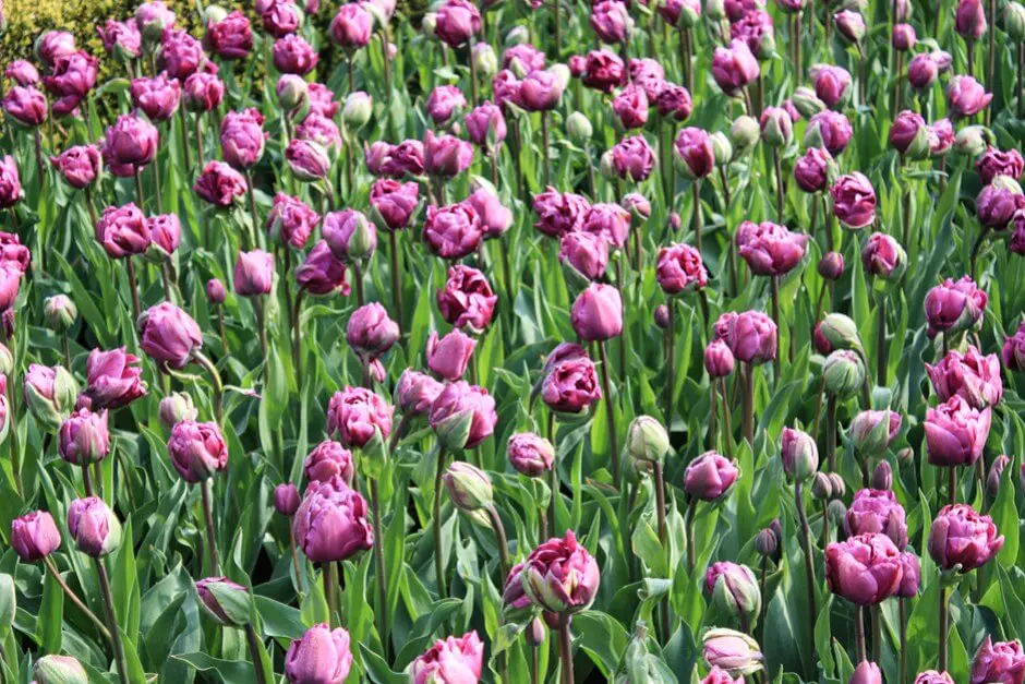 Stuffed tulips in Keukenhof Holland