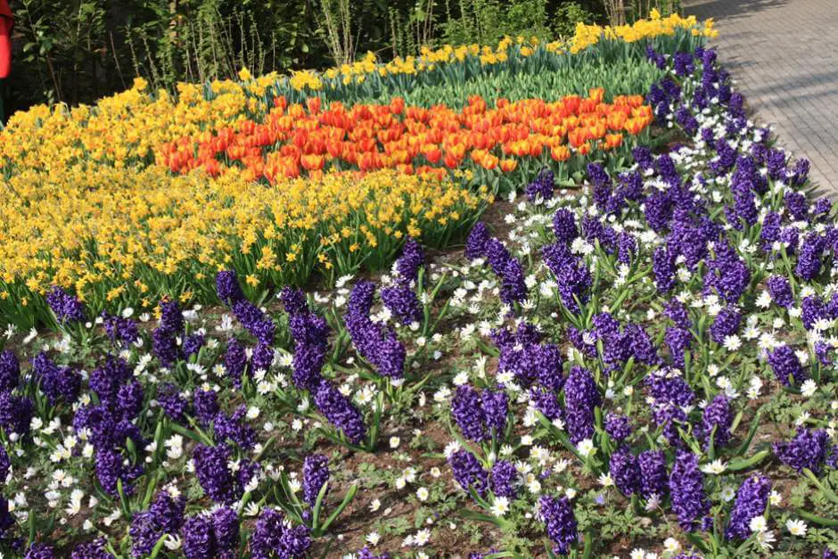 Tulips hyacinths and daffodils in Keukenhof Holland